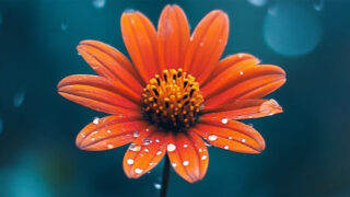 濃い背景に映える、雨粒をまとった鮮やかなオレンジ色の花